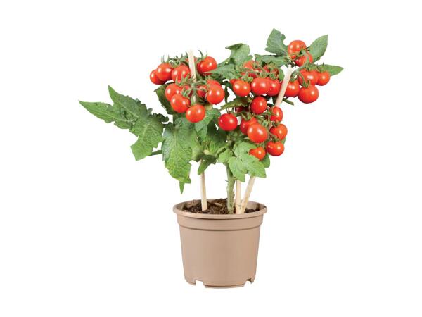 Pepper/​Chilli Plants