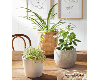 Indoor Foliage 140mm