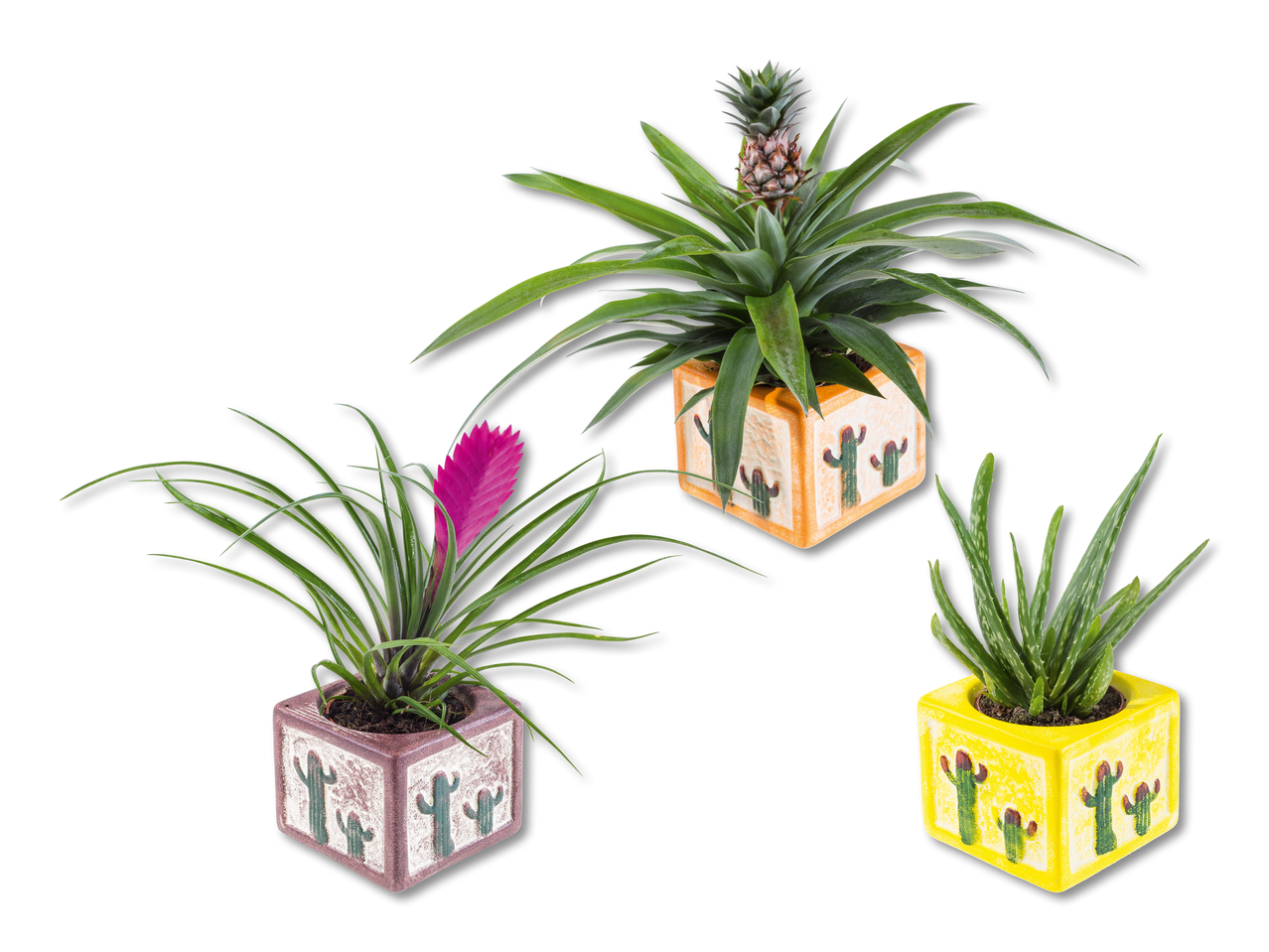 Plantes exotiques dans un pot en céramique de Cancún