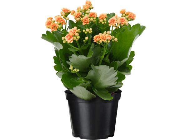 Kalanchoe