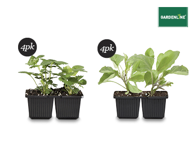 ASSORTED SEEDLINGS 4PK