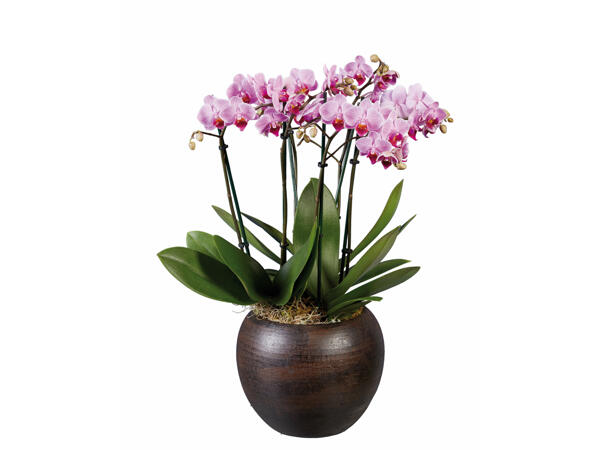 Phalaenopsis dans un pot en céramique