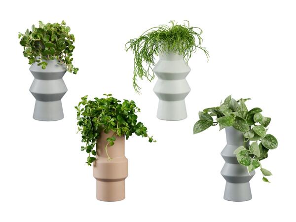Plantes vertes dans un pot torsadé