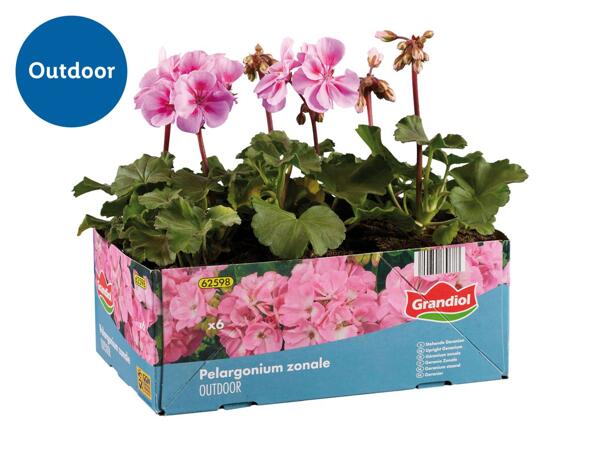 Upright Geraniums