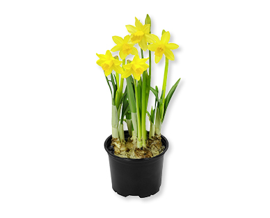 Narcisi tête-à-tête GARDENLINE(R)