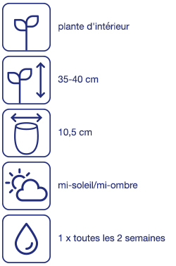 Sansevière