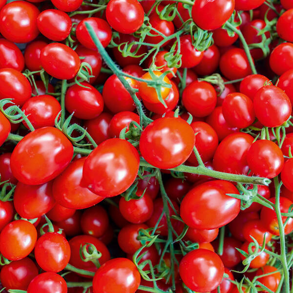 Cherry-Pflaumen-Rispentomaten