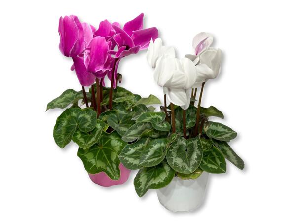 Cyclamen