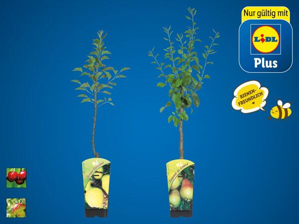 Zwergobstbaum