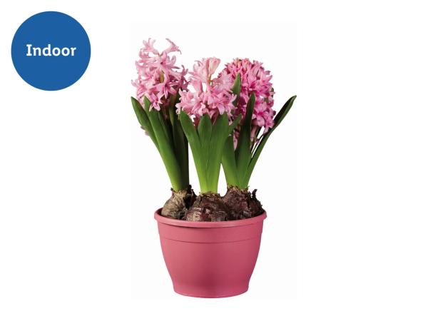 Potted Hyacinth Bulbs