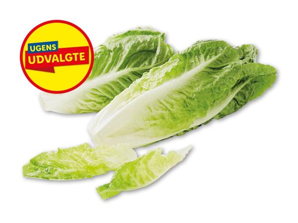 Miniromainesalat