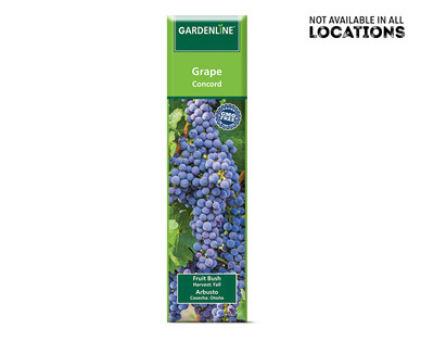 Gardenline Berry Bush Assorted Varieties