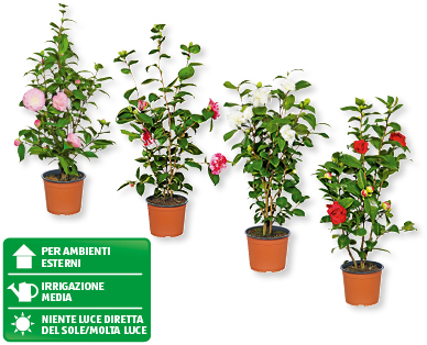 Camelia