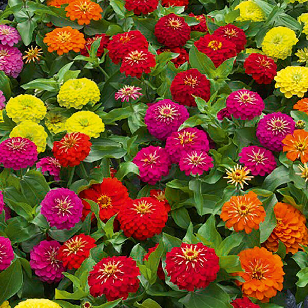 Zinnien