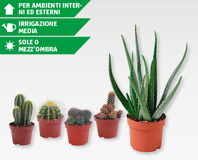 Varietà di aloe vera/cactus GARDENLINE(R)