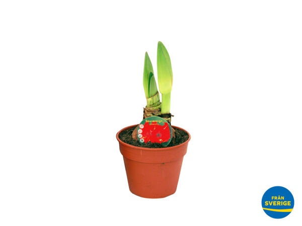 Amaryllis, jumbo