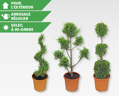 Plante taillée