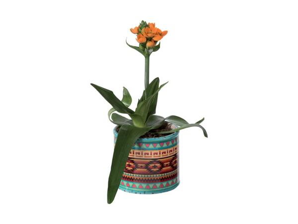 Star Flower in Ceramic Pot