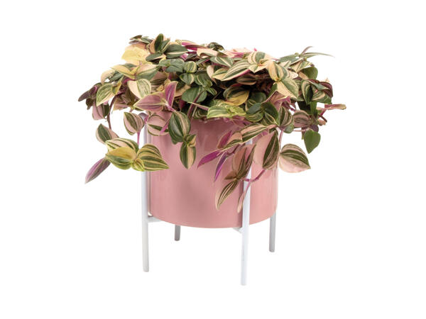 Grøn plante eller mini plante i skjuler