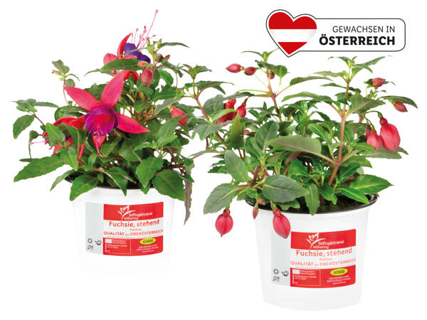 Fuchsie stehend