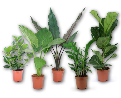 Plante verte