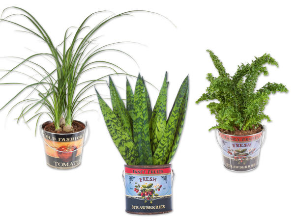 Easy Care Pflanze im Foodbucket