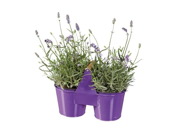 Lavande angustifolia dans un pot jumeau en zinc