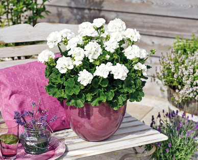 Pelargonien