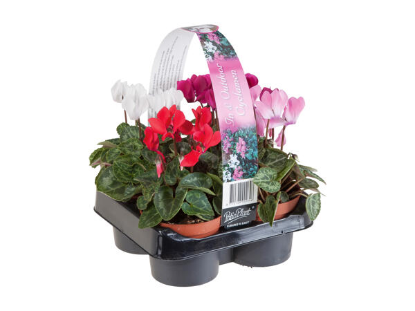 Cyclamen