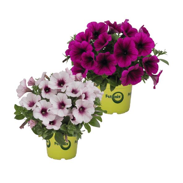 Petunia