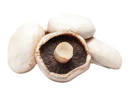 Large Flat Mushrooms