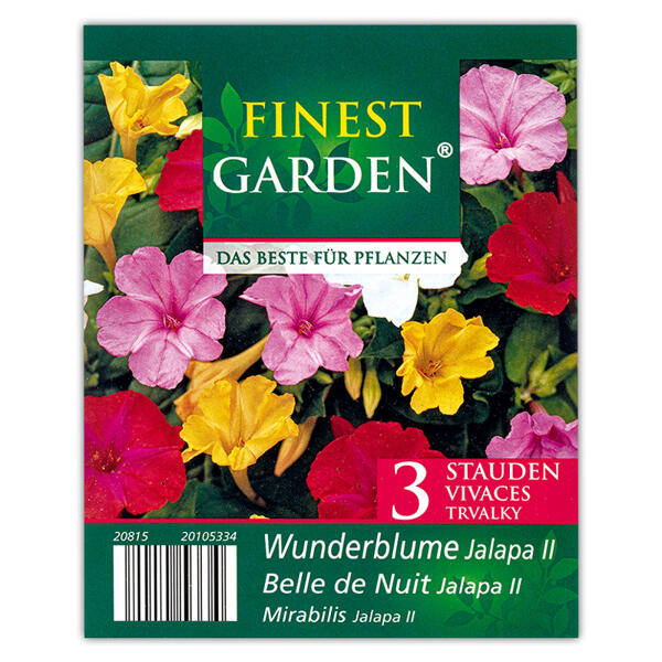 Blumenzwiebeln winterharte Stauden