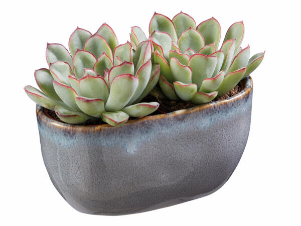Succulent in Glazed Ceramic
