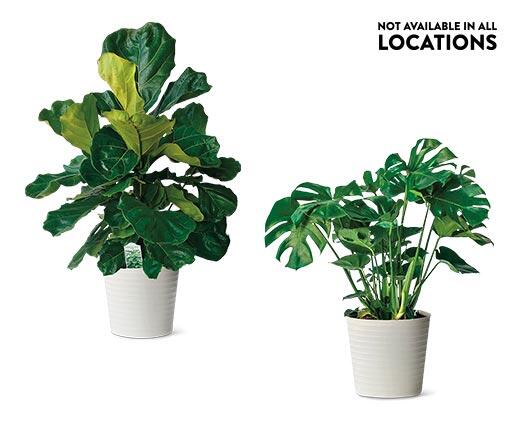 10" Foliage Assorted Varieties