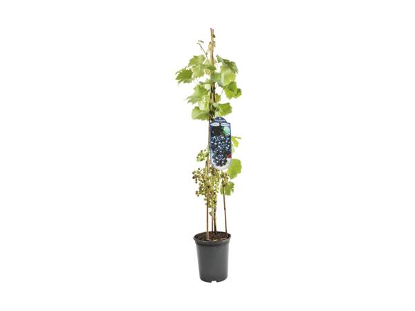 Vindrueplante