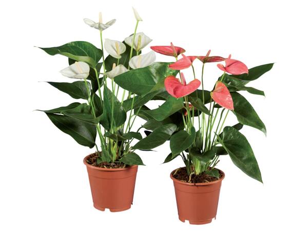 Anthurium Andraeanum