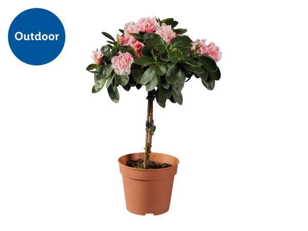 Standard Azalea