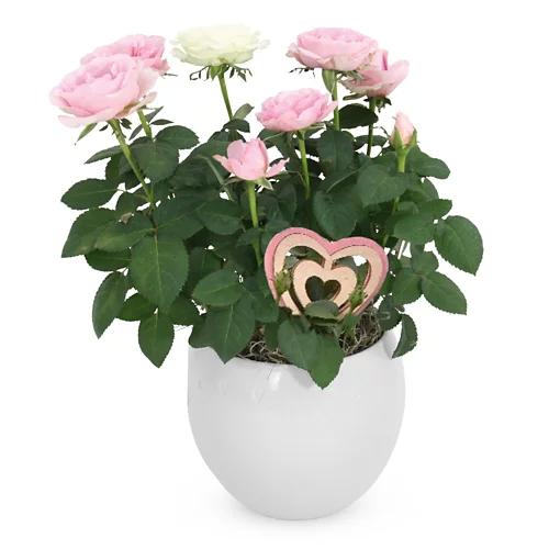 Blühpflanze Valentin