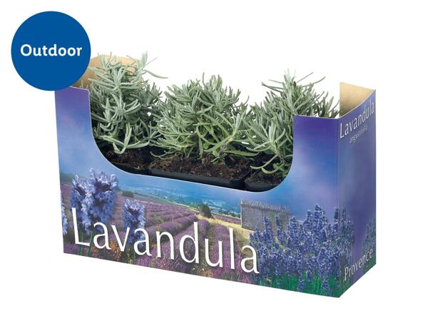 English Lavender