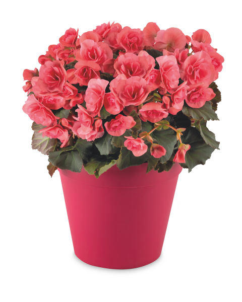 Begonia Planter