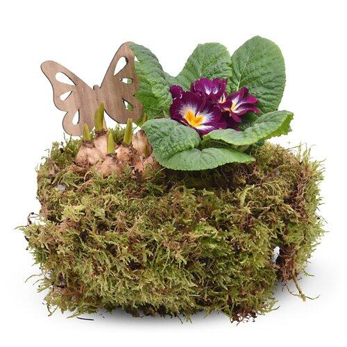 Bepflanzte Frühlings- und Valentinsarrangements