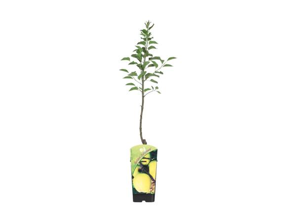 Mini frugttræ