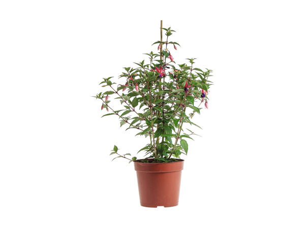 Fuchsias