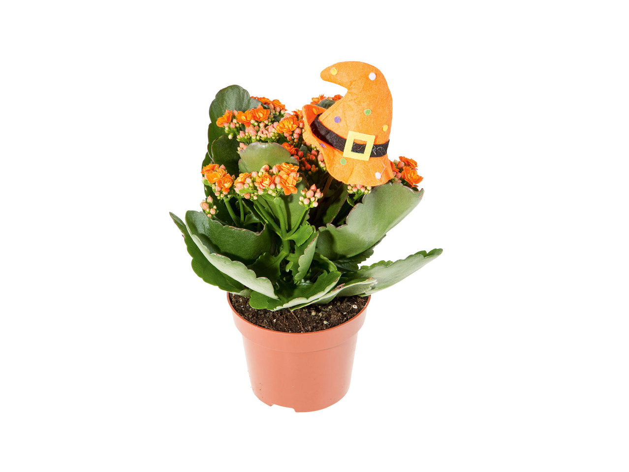 Kalanchoe for Halloween