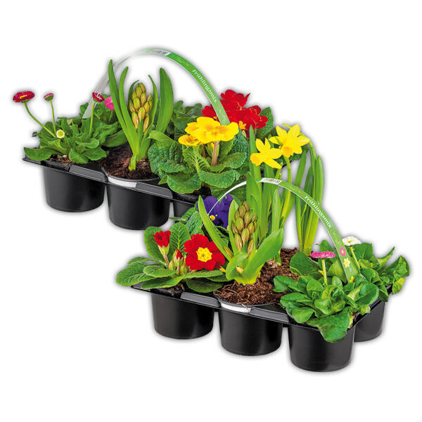 Frühlingsmix