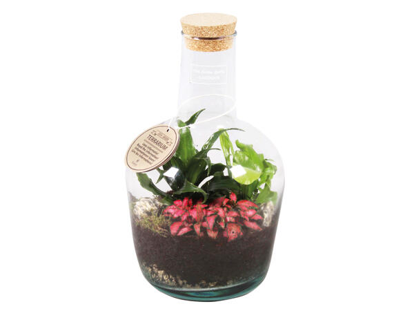 Pflanzen Terrarium