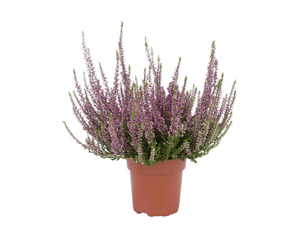 Autumn Heather