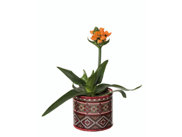Ornithogalum im Keramiktopf