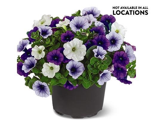 Summer Premium Patio Planter