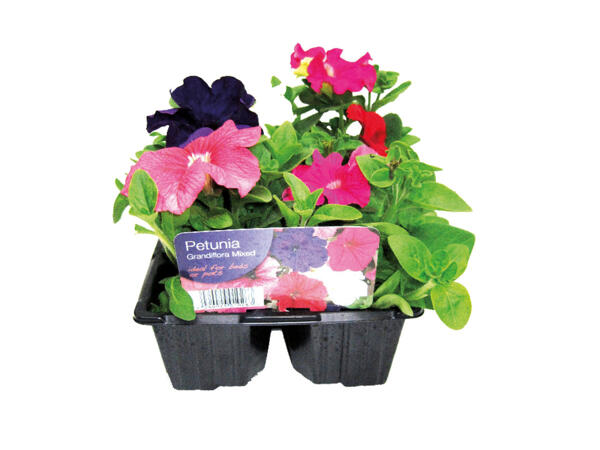 Spring Bedding